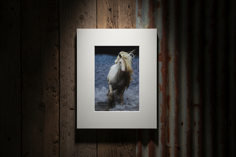 Genna Card Photography Dark Run Wild Horse on Sunlit Grass