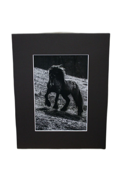 Genna Card Photography Midnight Charge Horse in Shadow