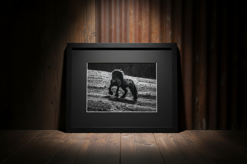 Genna Card Photography Midnight Charge Horse in Shadow