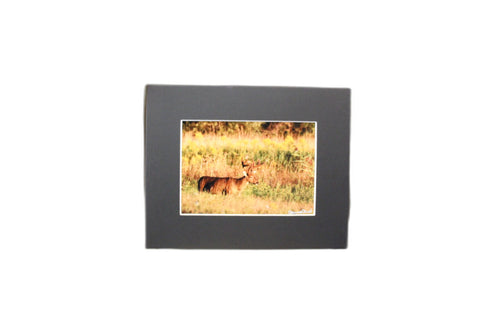Genna Card Autumn Meadow Buck Print