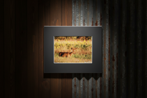 Genna Card Autumn Meadow Buck Print