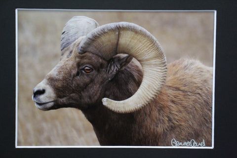 Genna Card Bighorn Majesty Wildlife Print