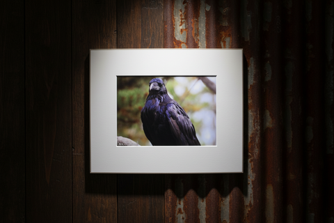 Genna Card Regal Raven Print