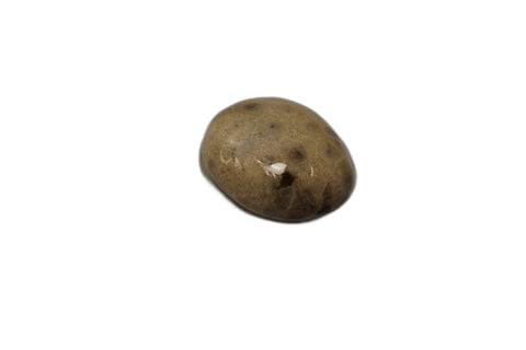 Petoskey Stone Magnet