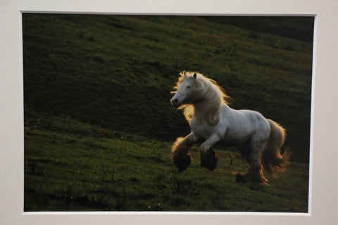 Genna Card Photography Hillside Light Galloping Draft Horse