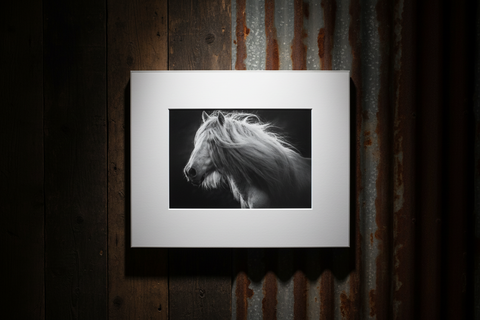 Genna Card Photography Silver Mane Whisper Horse in Profile