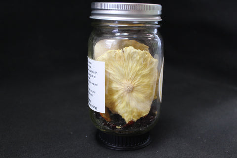 Paradise Punch Twisted Craft Cocktails Drink Mix
