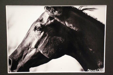 Genna Card Ebony Gaze Horse Portrait