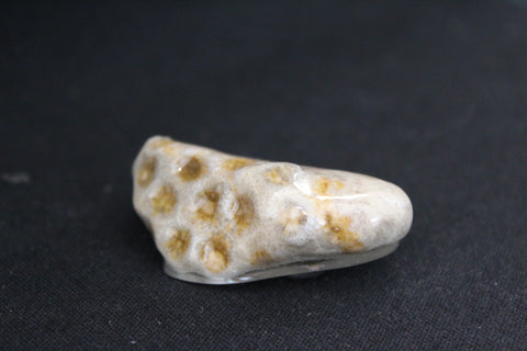 Petoskey Stone Magnet