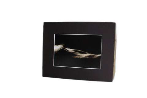 Genna Card Light on Mane