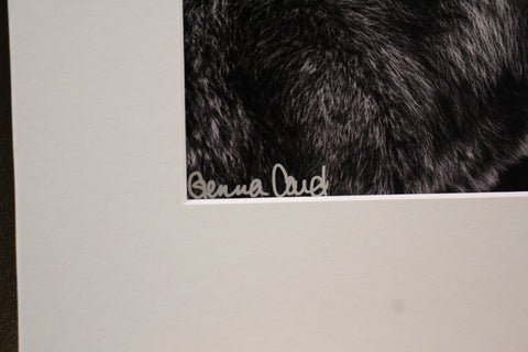 Genna Card Midnight Watch Wolf Print