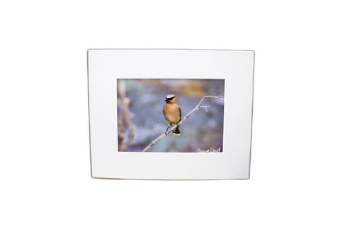 Genna Card Golden Perch Waxwing Print