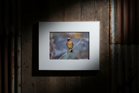 Genna Card Golden Perch Waxwing Print