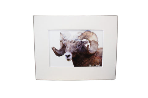 Genna Card Mountain Majesty Bighorn Print