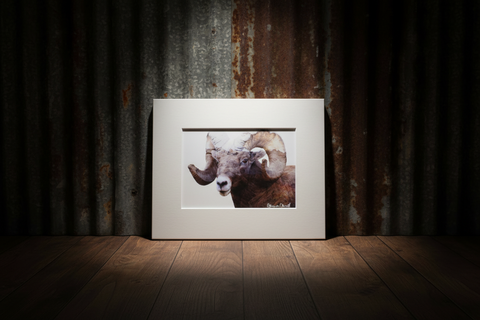 Genna Card Mountain Majesty Bighorn Print
