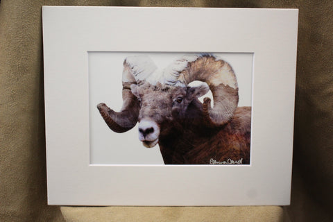 Genna Card Mountain Majesty Bighorn Print