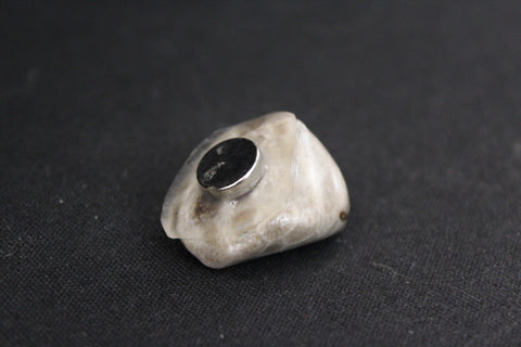 Petoskey Stone Magnet