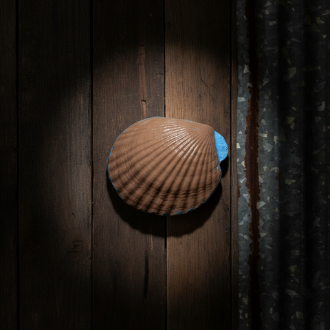Outrageously Millie – Animal Lover Shell Trinket Dish