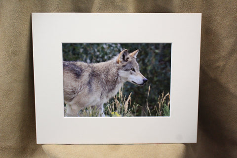 Genna Card Quiet Watcher Wolf Print