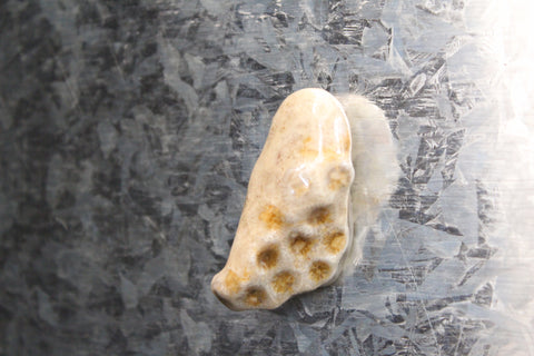 Petoskey Stone Magnet