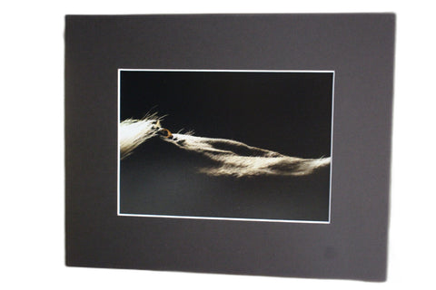 Genna Card Light on Mane