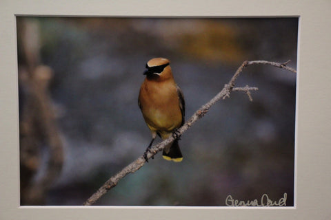 Genna Card Golden Perch Waxwing Print