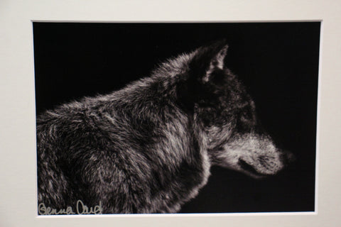 Genna Card Midnight Watch Wolf Print