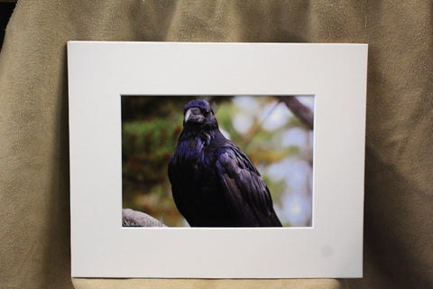 Genna Card Regal Raven Print