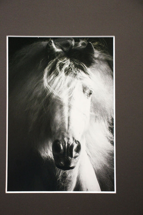 Genna Card Photography Windveil White Horse Portrait
