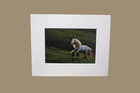 Genna Card Photography Hillside Light Galloping Draft Horse