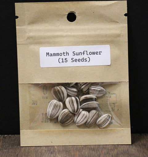 Mammoth Sunflower Seeds (15) by Bigfoot Bee Co.