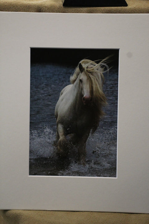 Genna Card Photography Dark Run Wild Horse on Sunlit Grass