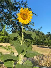 Mammoth Sunflower Seeds (15) by Bigfoot Bee Co.