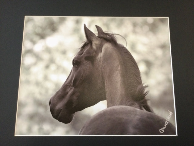 Armada Horse Photography by Genna Card