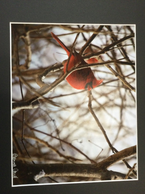 Cardinal Photography by Genna Card