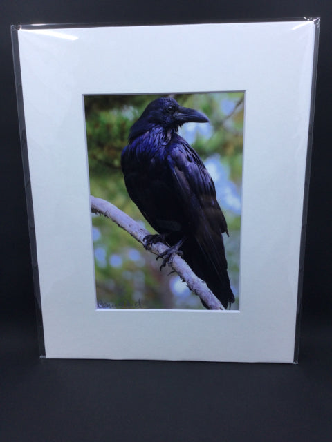 Crow on Branch 5x7 Genna Card Art and Home Decor