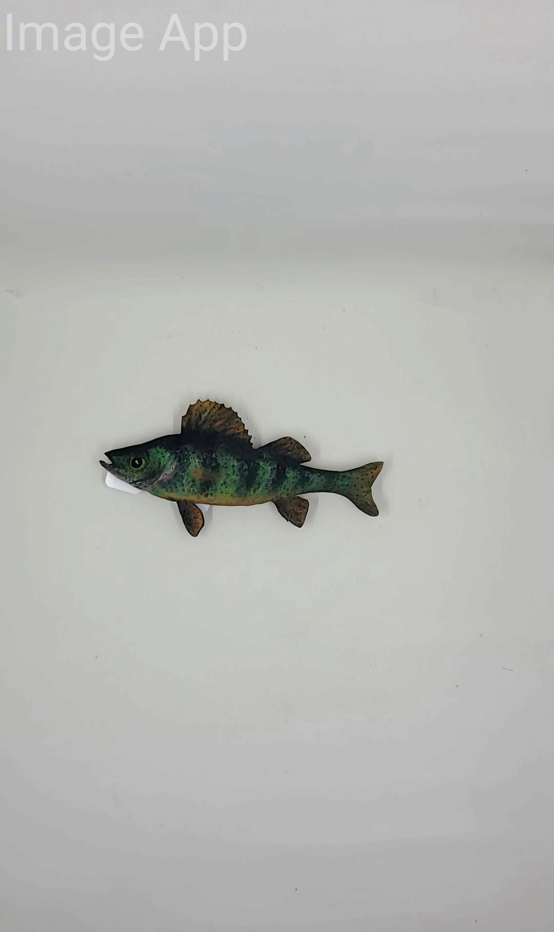 Hand Painted Perch Magnet by Tomas McIntyre