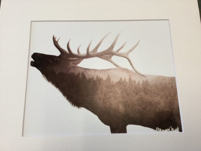 Elk with Pine Trees Photography by Genna Card
