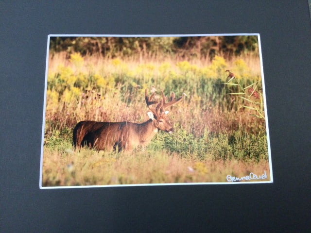 Deer in Field Photography by Genna Card