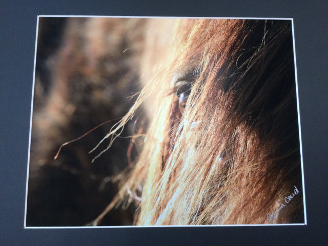 Horse Eye Closeup Photography by Genna Card