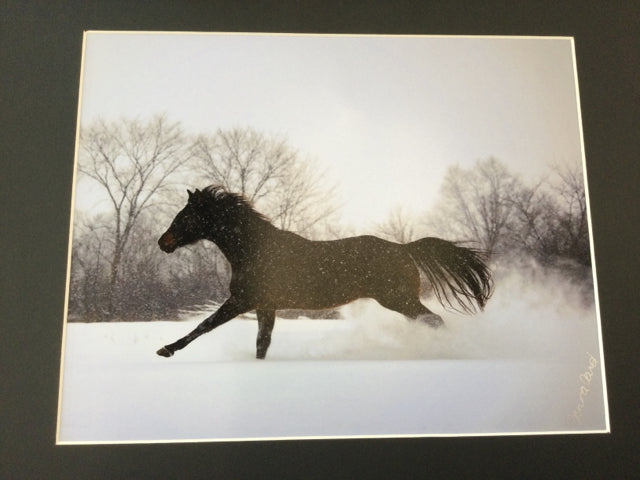 Horse Galloping through Snow Photography by Genna Card