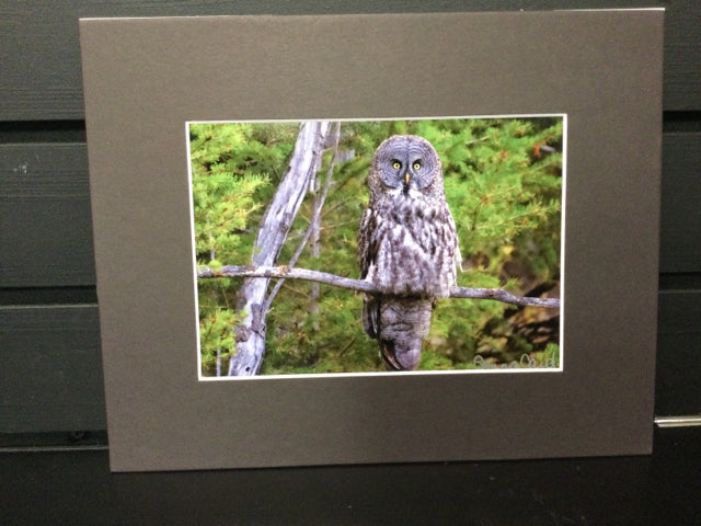 Watching You Photography by Genna Card matted 8x10