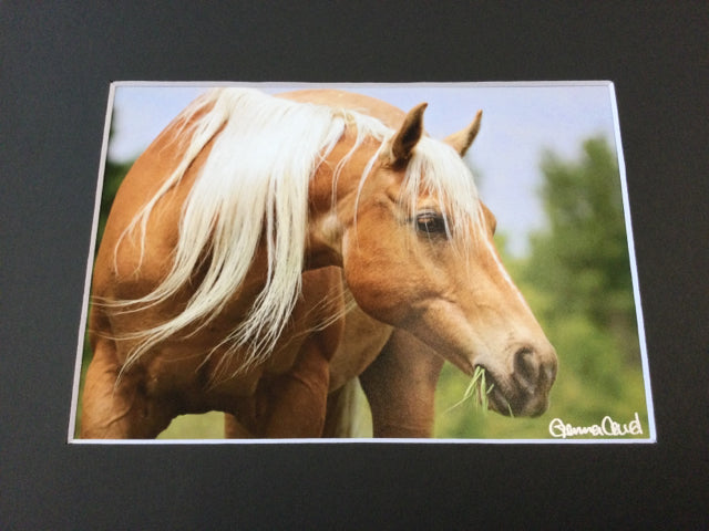 Palomino Horse  Photography by Genna Card