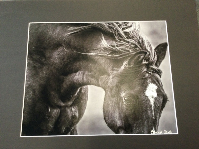Greyscale Horse Closeup Photography by Genna Card