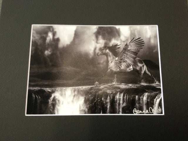 Greyscale Pegasus Photography by Genna Card
