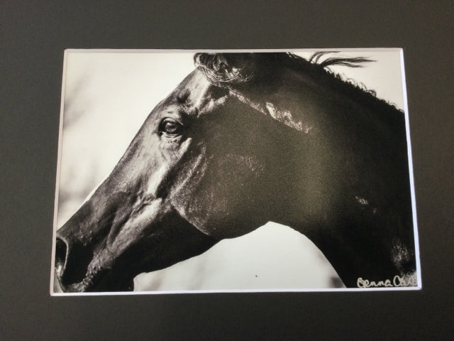 Greyscale Horse Closeup Photography by Genna Card