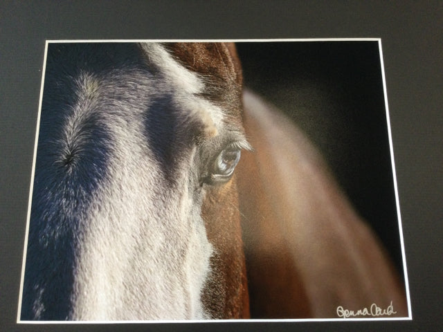 Horse Blue Eye Closeup Photography by Genna Card
