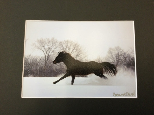 Horse Galloping Through Snow Photography by Genna Card