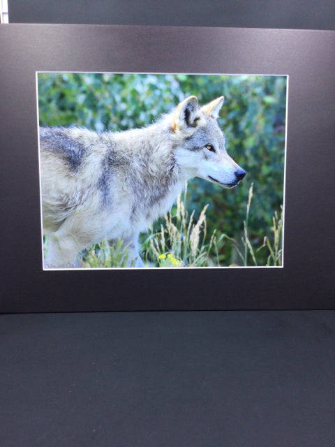 Gray Wolf 8x10 Genna Card