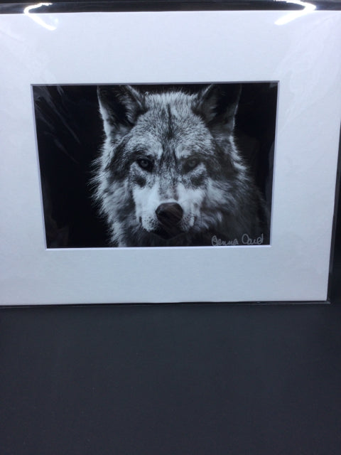 Wolf Face whir 5x7 Genna Card Art and Home Decor